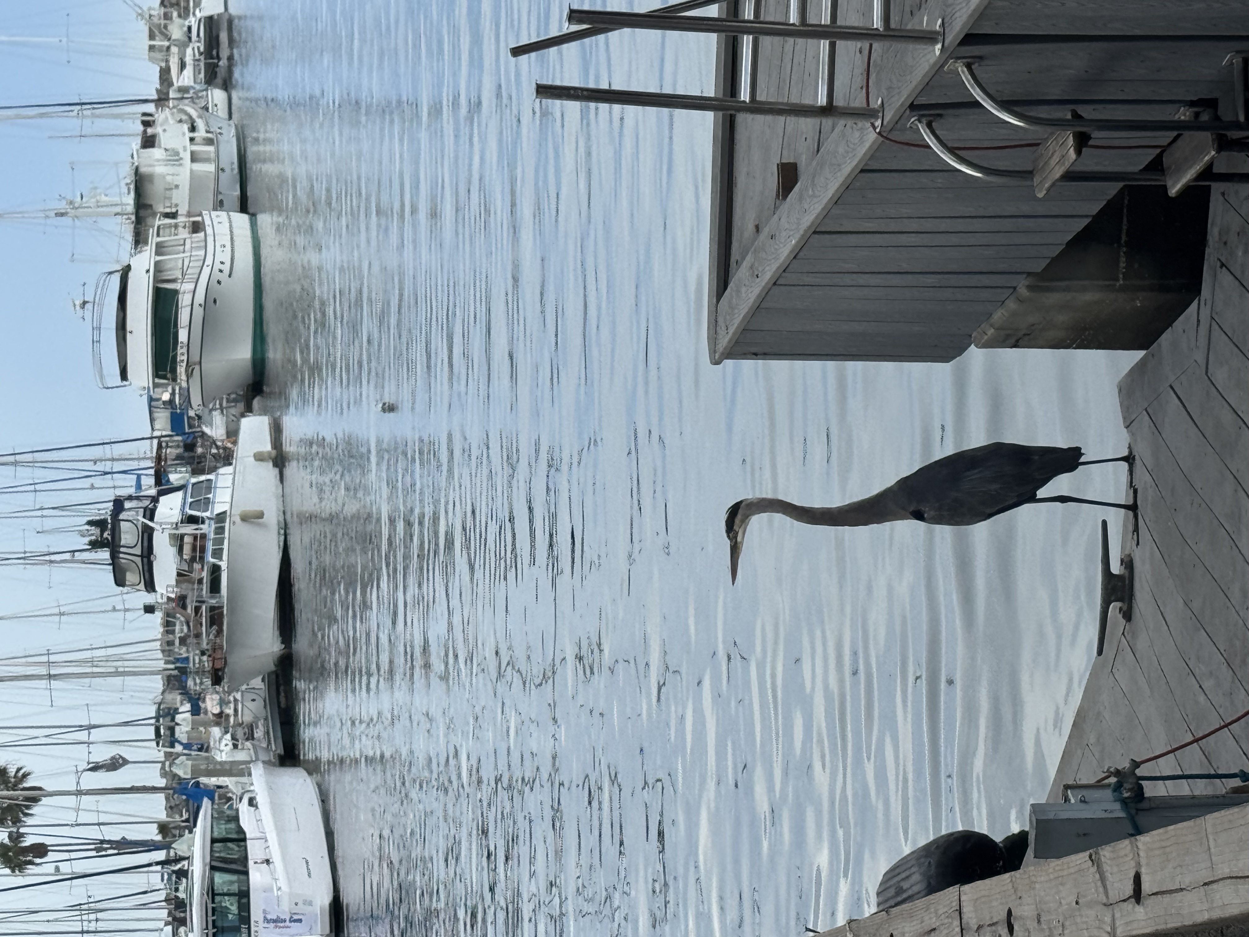 Marina view at King Harbor Marine Center